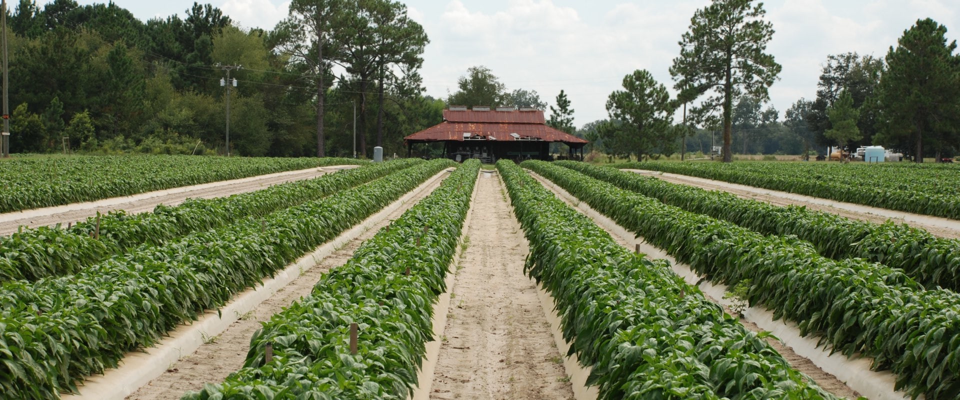 Maximizing Your Irrigation Management: Courses and Software Solutions