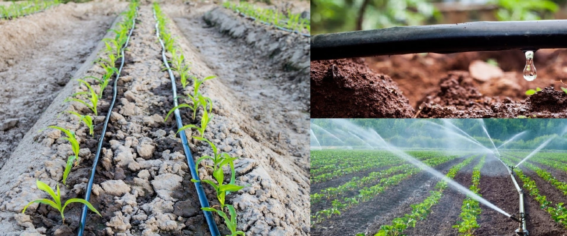 Maximizing Irrigation Efficiency with Soil Moisture-Based Scheduling