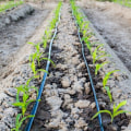Maximizing Efficiency: A Comprehensive Look at Drip Irrigation Systems